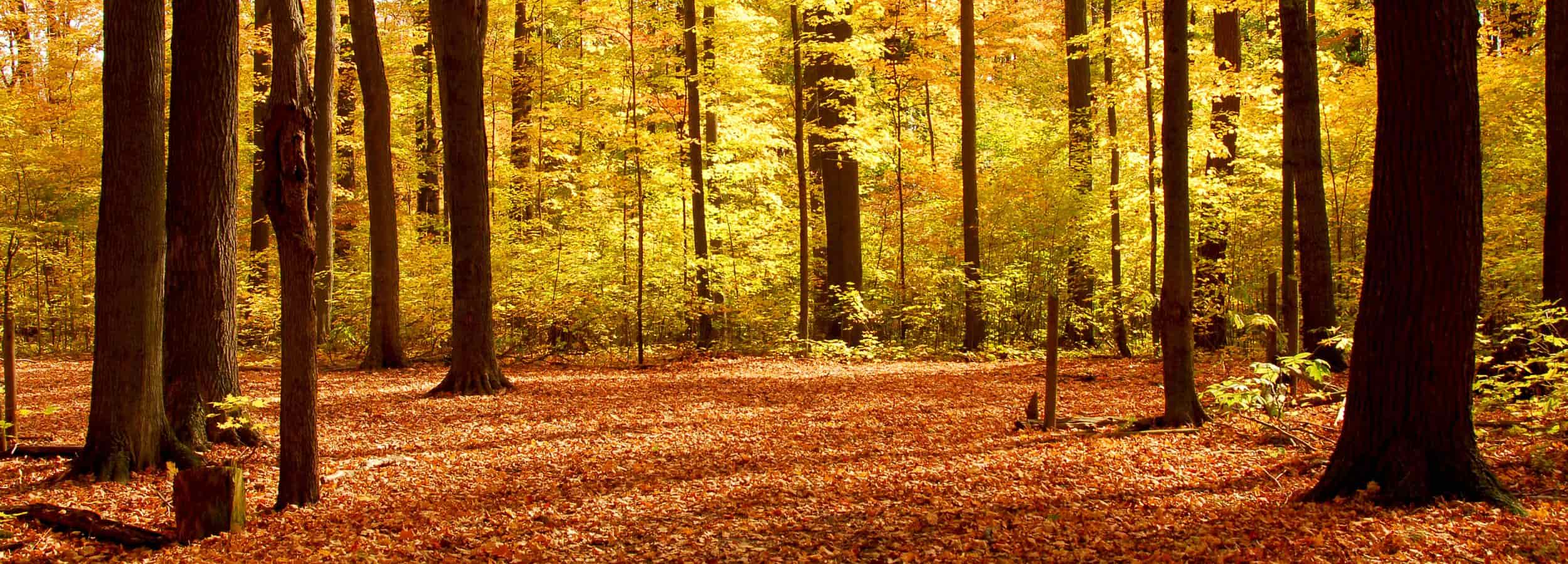 Wooded forest floor with tall trees and golden sunlight filtering through the leaves